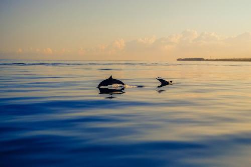 Photo 21 LUX* Le Morne Resort