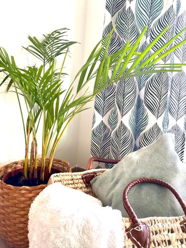 LUCKY BAMBOO