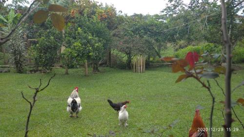 Finca El Topacio Circasia-Quindio