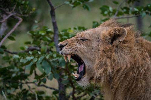 282576722 Safari Moon Luxury Bush Lodge