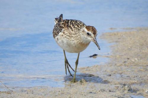 Sandpiper - charming beach villa