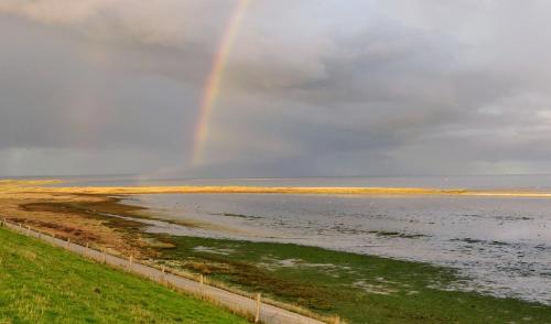 Vakantiebungalow Texel - image 14