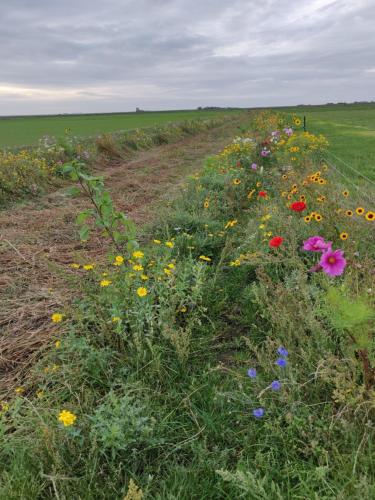 Vakantiebungalow Texel - image 7