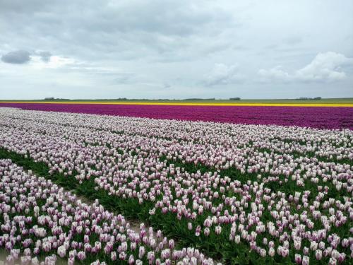 Vakantiebungalow Texel