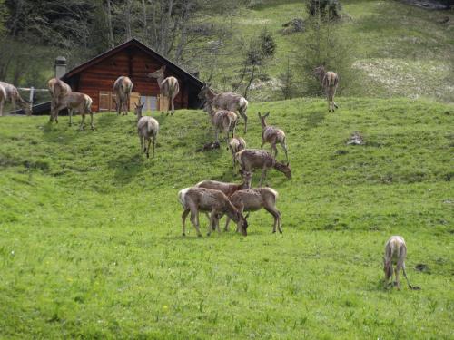 Chalet Edelweiss in Hérémence, Schweiz