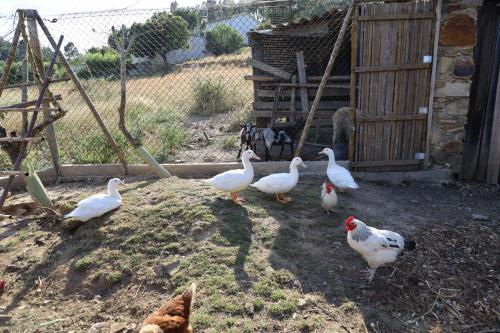  Apartamentos Rurais - Casas do Lagar in Rosmaninhal