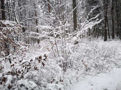 Domki Zielony Winiec - Mazury