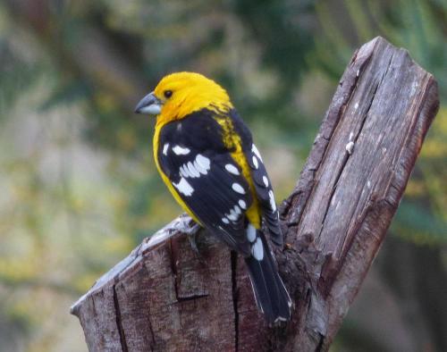 282972532 Hacienda Jimenita Wildlife Reserve