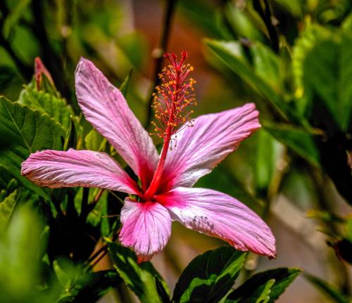 282972752 Hacienda Jimenita Wildlife Reserve