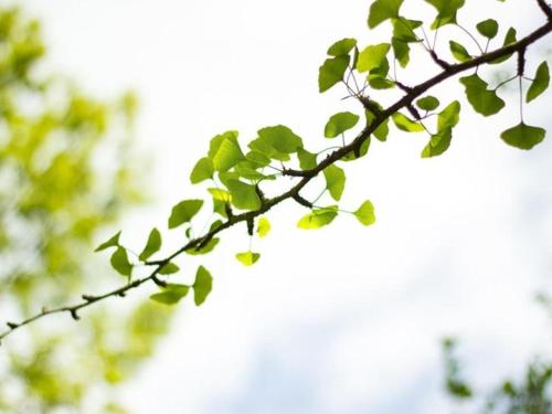 Ferienwohnung Am Ginkgobaum - image 3