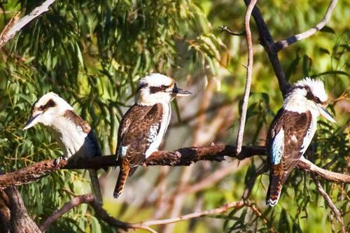 Birdsong Ridge - where nature meets the ocean.