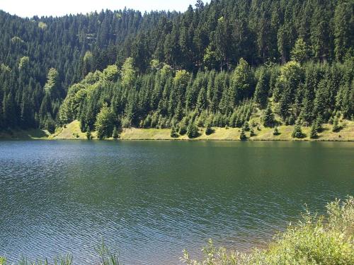 Apartment with forest in Goldisthal Thuringia