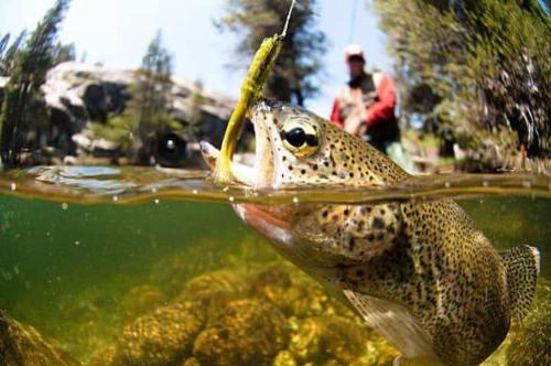 Trout Town Inn - image 10