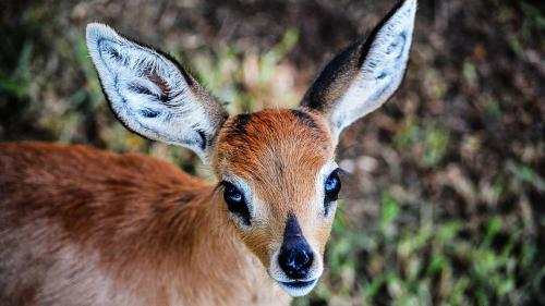 Lodge @ Bankenkloof Private Game Reserve