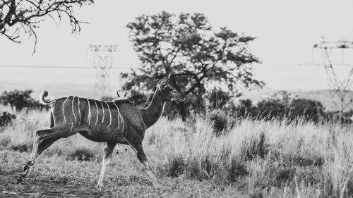 Lodge @ Bankenkloof Private Game Reserve