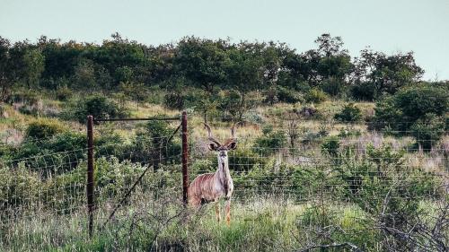 Lodge @ Bankenkloof Private Game Reserve