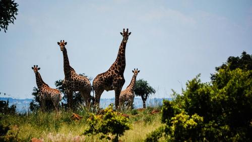 Lodge @ Bankenkloof Private Game Reserve