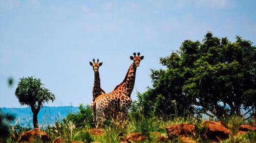 Lodge @ Bankenkloof Private Game Reserve