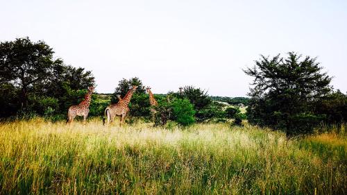 Lodge @ Bankenkloof Private Game Reserve