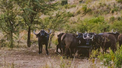 Lodge @ Bankenkloof Private Game Reserve