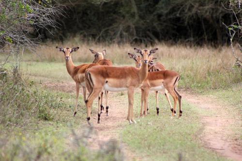 Emdoneni Lodge with Zululand Cat Conservation Project Emdoneni Lodge with Zululand Cat Conservation Project
