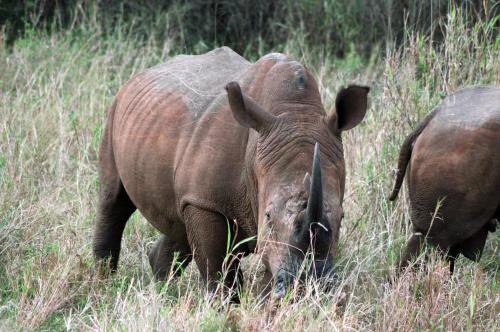 Emdoneni Lodge with Zululand Cat Conservation Project Emdoneni Lodge with Zululand Cat Conservation Project