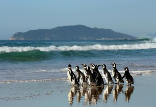 Praia do Mocambique - Canto da Cigarra - FLORIANOPOLIS - SC