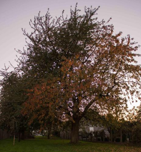 Jardín, B&B Den Boomgaard Moorsel in Aalst