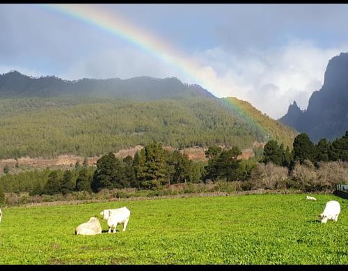 Viviendas Casa Abuela 3