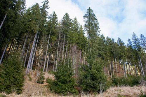 Gemütliche Ferienwohnung - Mitten im Schwarzwald