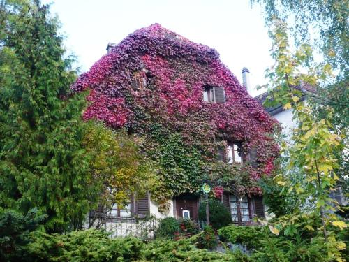 B&B de charme La Maison des 5 Temps - Chambre d'hôtes - Ferrette