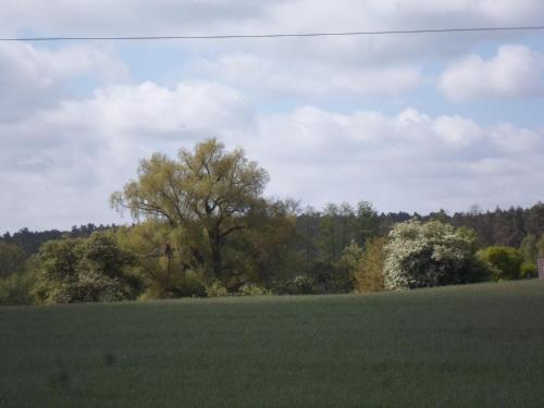Eule in Nahrendorf