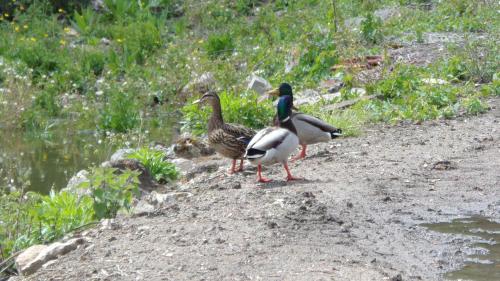 Gîte le grand bois (Gite le grand bois) in Sens