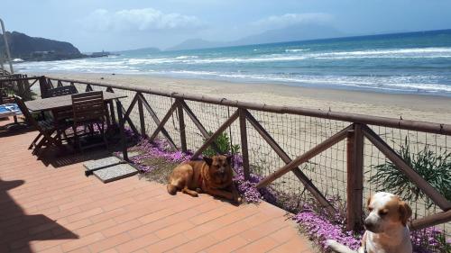 Rocky & Lia, Bacoli (Foto 8)