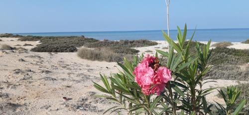 Dar Chick Yahia Ile De Djerba