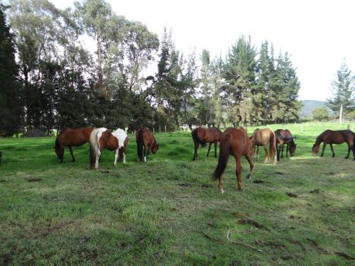 La Isabela Estancia Ecuestre in 기타