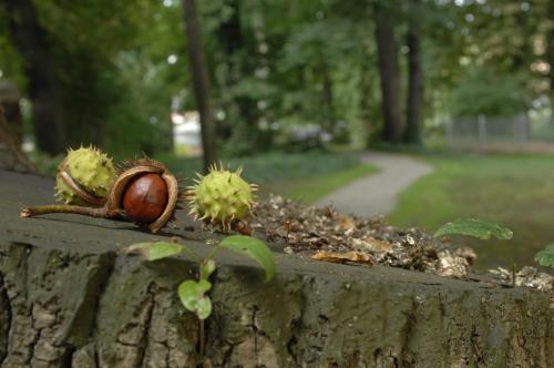 Hotel am alten Park - image 14