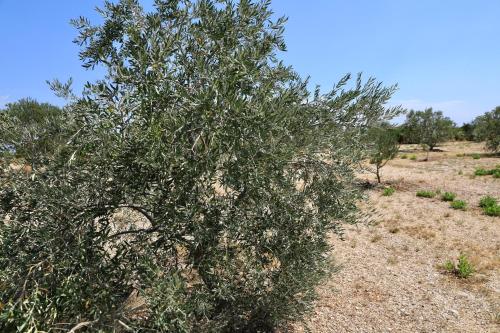 House Mirta - Pašman