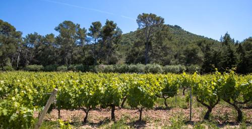DOMAINE DE LA NAVICELLE - CABERNET - image 5