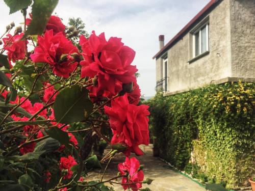GuestHouse Lile - image 8