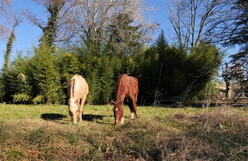 Gites de la Lurette - agréable T2 indépendant dans cadre calme et verdoyant