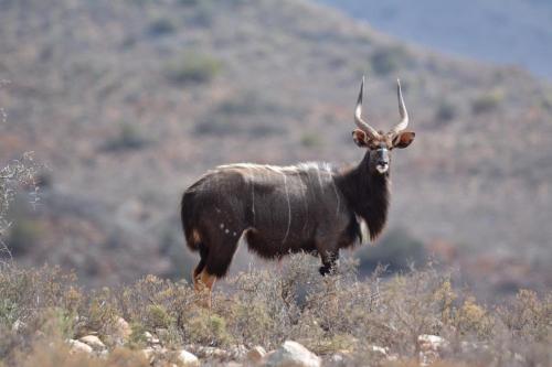 Riverstone Game Farm Ladismith