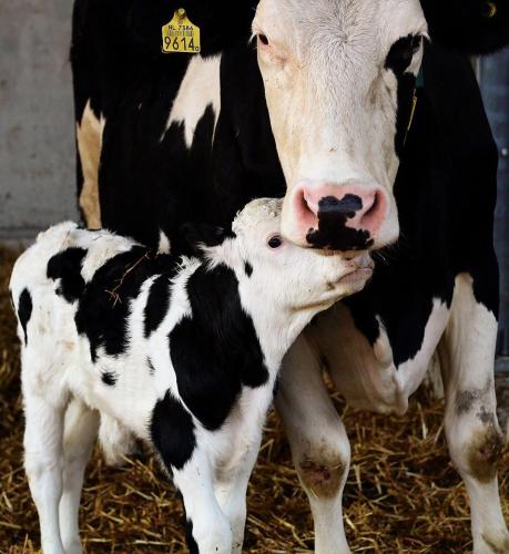 Ruyge Weyde Logies, Eco Farm