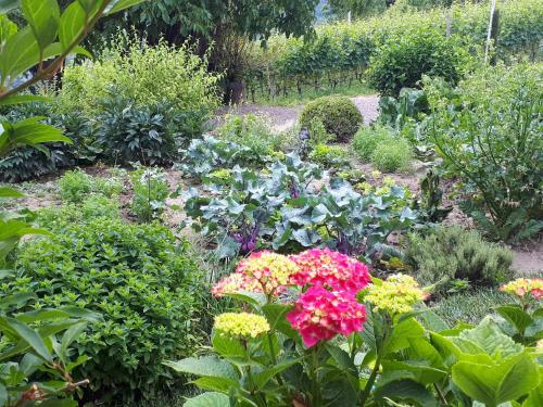 Weingut Weidlhof - Suite & Breakfast - Vacation for wine lovers