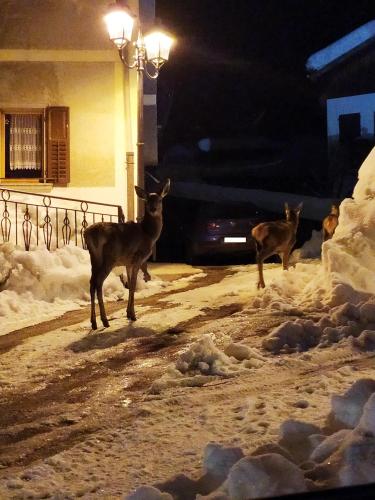 Skats, Siora Lina Appartamenti in Vigo Di Cadore
