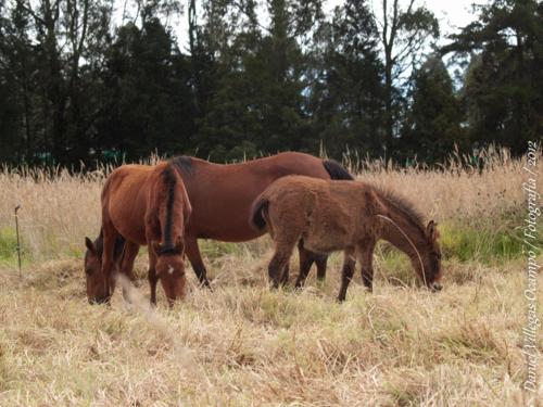 La Isabela Estancia Ecuestre in 기타