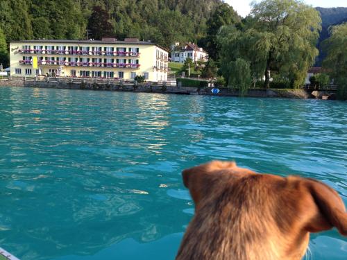 See-Hotel Post am Attersee - image 10