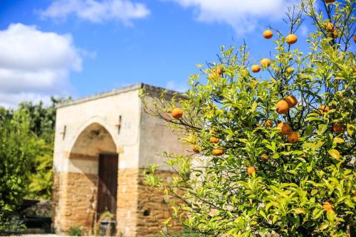 Tenuta Moreno - image 4