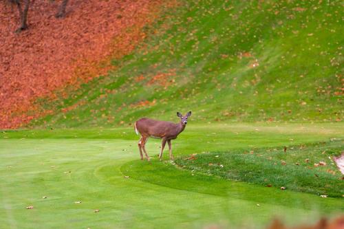 Crown Resorts at Wolf Run