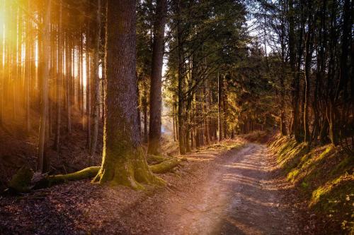Ferienwohnung Am Waldweg 6.9km von Oberelz entfernt